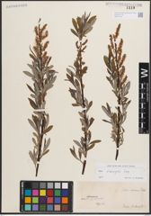 Foto von Salix eleagnos Scop.